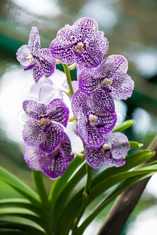 Ground orchid live plant fragrance flower || Pack of 1 live plant-image-49