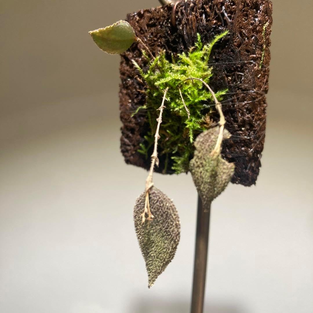 lepanthes aculeata レパンテスエクアドルパルダリウム lepanthes lepanthes aculeata レパンテスエクアドルパルダリウム lepanthes