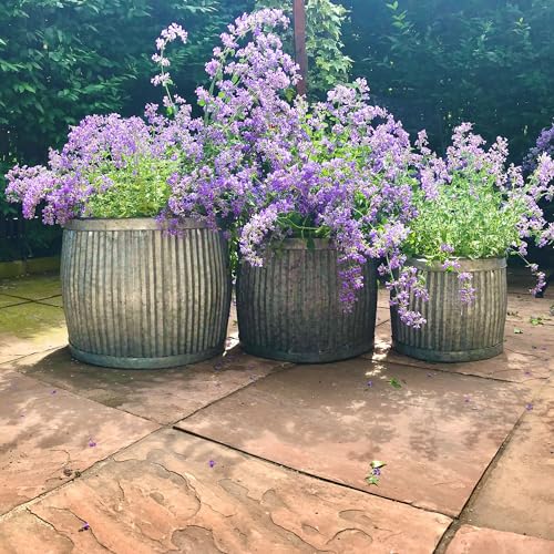 WHW-Whole-House-Worlds-French-Country-Style-Belly-Bucket-Planters-Set-of-3-Galvanized-Metal-Corrugated-Cache-Pots-Rustic-Wash-Basin-from-Over-1-Ft-Diameter-17-12-Inches WHW Whole House Worlds French Country Style Belly Bucket Planters Set of 3 Galvanized Metal Corrugated Cache Pots Rustic Wash Basin from Over 1 Ft Diameter 17 12 Inches