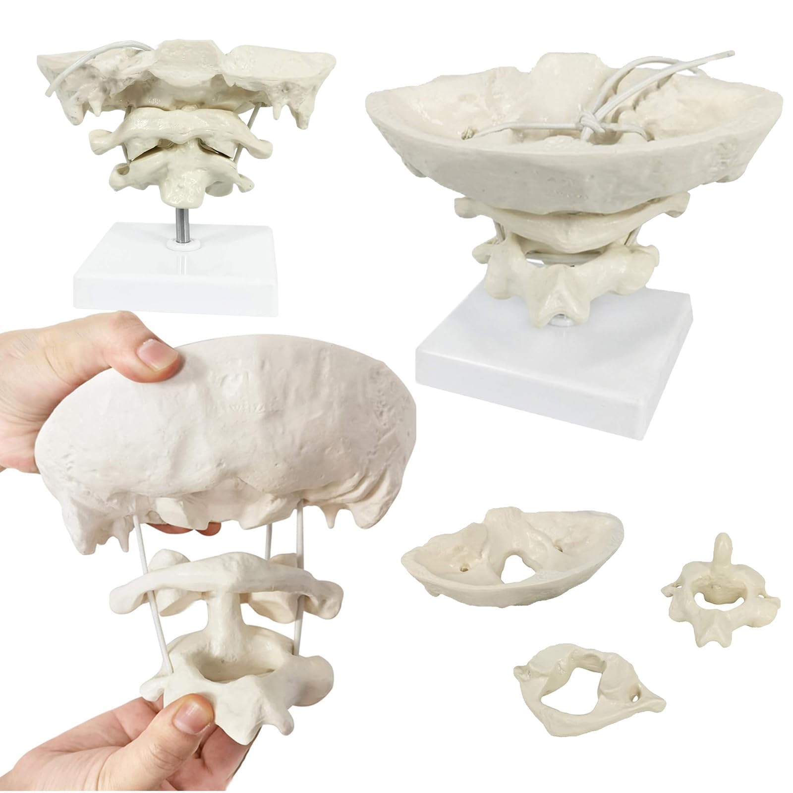 Lkylvee Men's White Occiput Model - Cervical Spine Model - Functional Movable Occipital Model For Educative, Medical Students Teaching Supplies,With Base