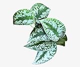 PLANTVERS Scindapsus Silver Exotica in a 4' Grow Pot - Silver Satin Pothos Plant – Scindapsus Pictus Exotica Argyraeus - Rare Vining and Climbing Houseplants - Trailing Indoor Plant
