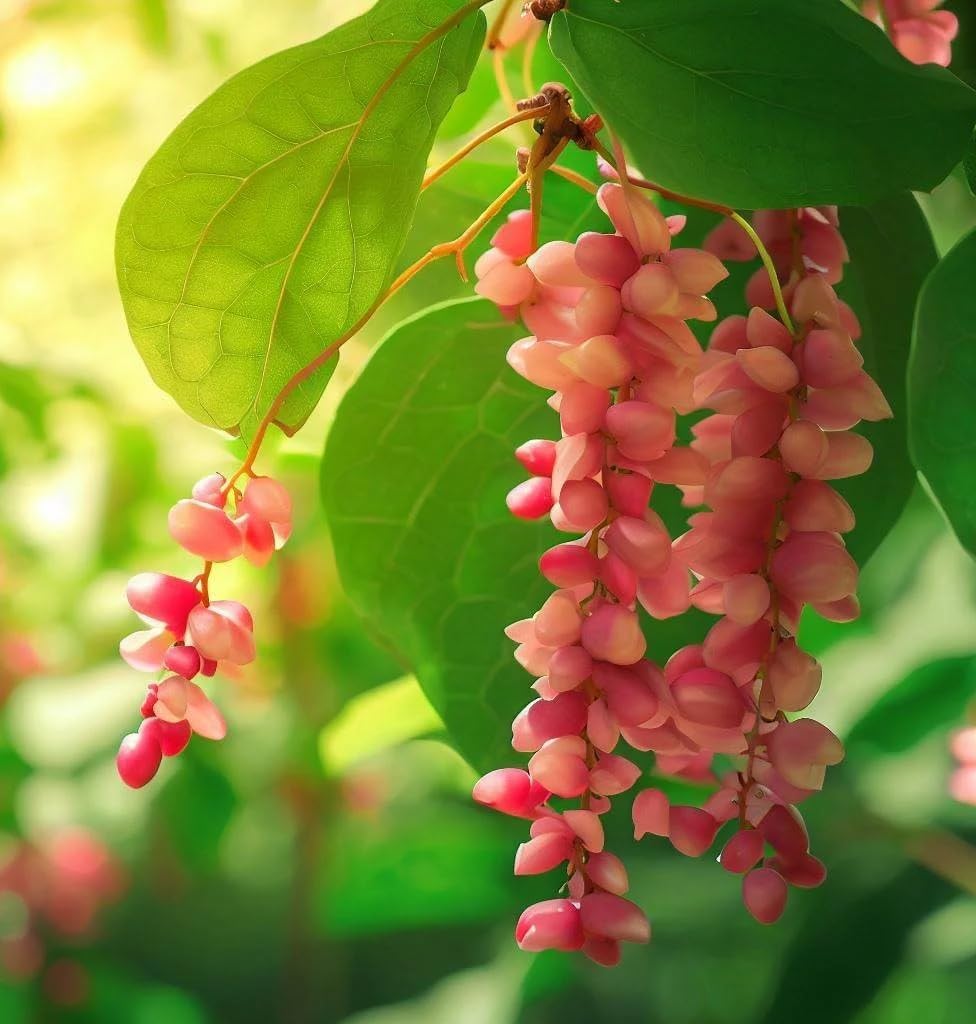 Schisandra chinensis (Schisandra, Chinese Magnolia Vine) Vine Seeds, Fragrant Flowers, Attractive Bright Red Berries, Seeds by MySeeds.Co, You Choose The Amount (0.5 oz)