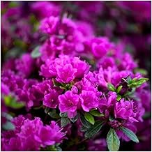 Dwarf Japanese Azalea Japonica 'Diamant Purple' | Evergreen Shrub | Outdoor Garden Ready Plant | Spring Flowering | Purple Flowers