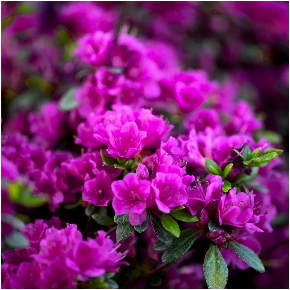 GrowOn Shrubs Dwarf Japanese Azalea Japonica Diamant Purple | Evergreen Shrub | Outdoor Garden Ready Plant | Spring Flowering | Purple Flowers