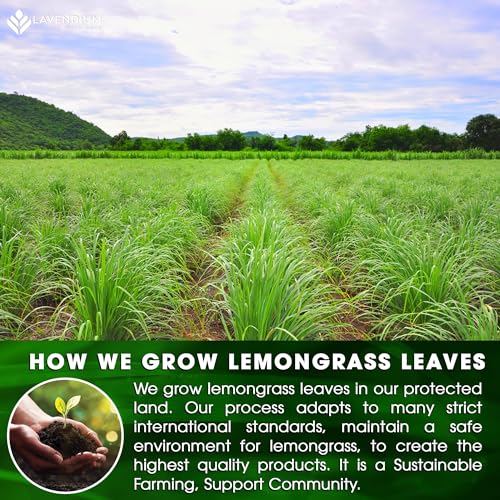 Image of Lavendium, 30 Lemongrass Tea Bags, 100% Natural & Pure Lemongrass leaves, Eco-Conscious Tea Bags, Lemongrass Herbal Tea. Lemongrass Leaf Tea. No Sugar, No Caffeine, No Gluten, Vegan.