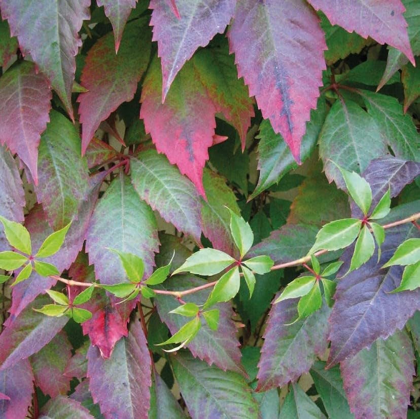 Virginia Creeper Murorum 2L - Souvent appelée vigne vierge sauvage