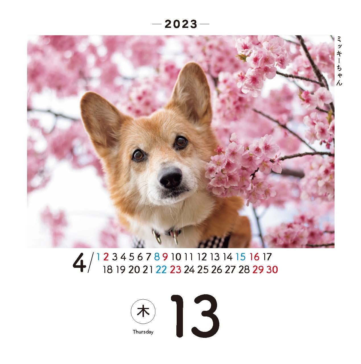 日めくりワンコ！ 卓上日めくりカレンダー 2023年 犬版