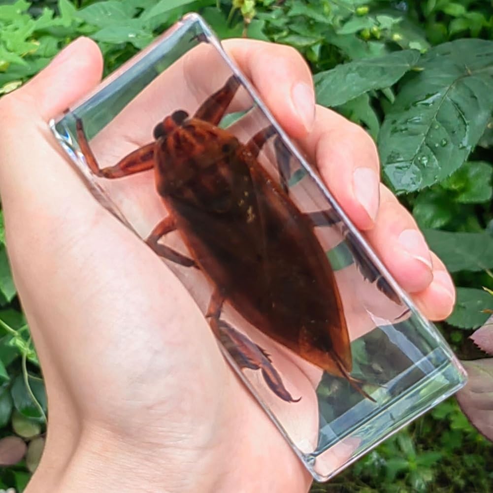 Bugs In The Kitchen Game 50pcs Insect In Resin Bulk Specimen Bugs ...