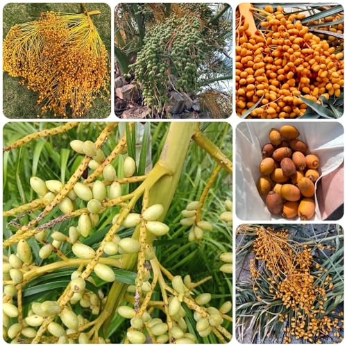Semillas de palmera datilera, de balcón semillas de Comprar semillas de palmera datilera, exóticas resistentes 40pcs