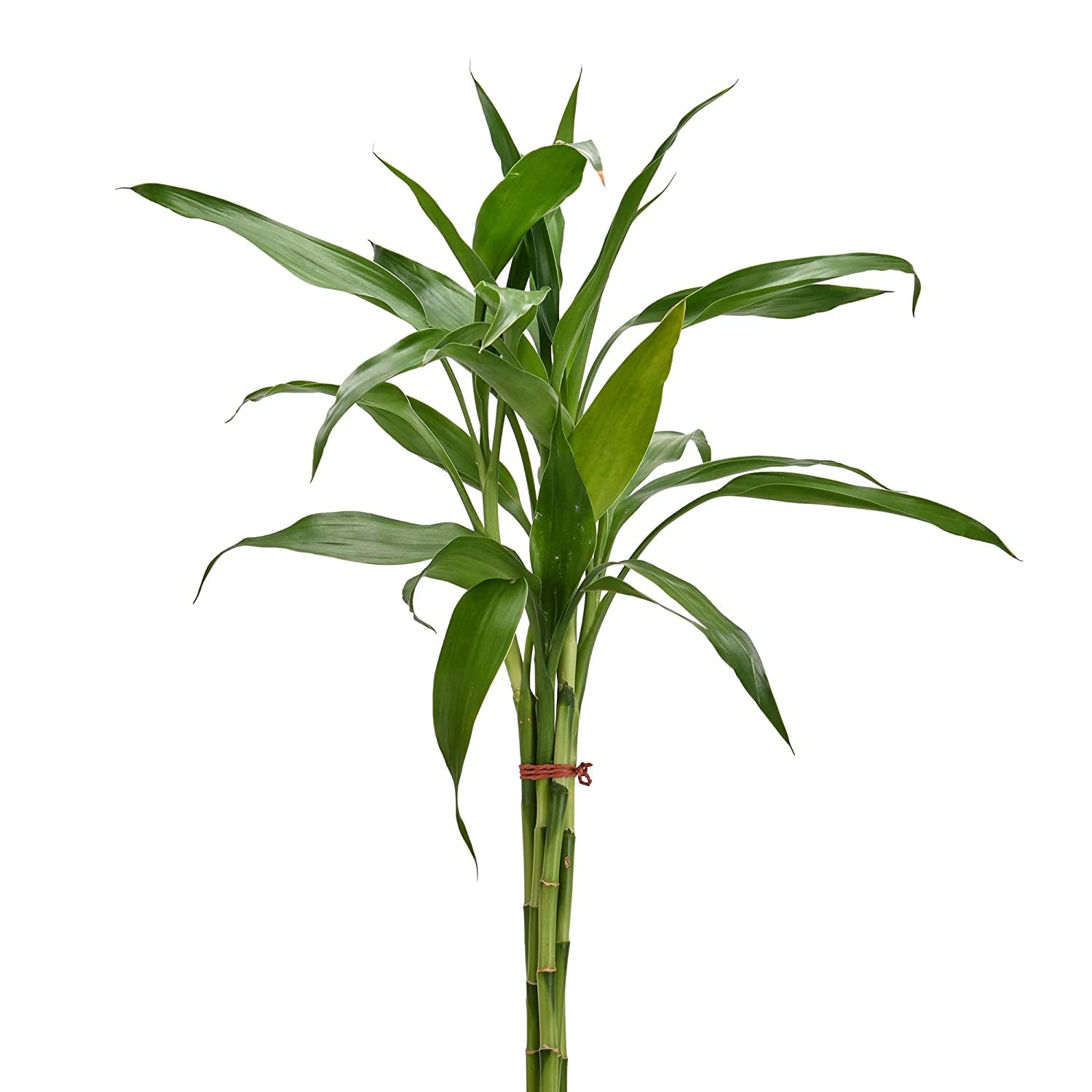 Unnati 9 Group Unnati9Group Lucky Bamboo Straight Sticks 60 Cm Live Plant Pack Of 5 2