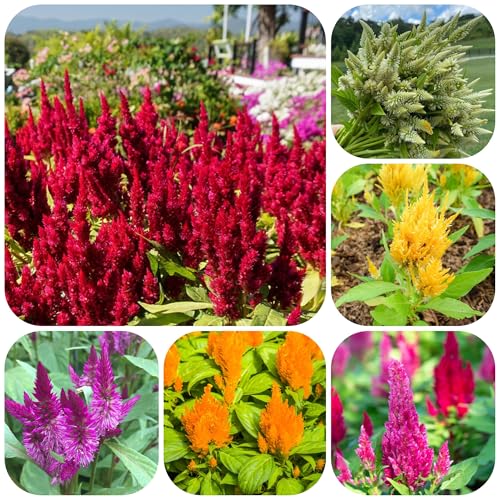 500 pz semi di cresta di gallo - per giardino resistenti