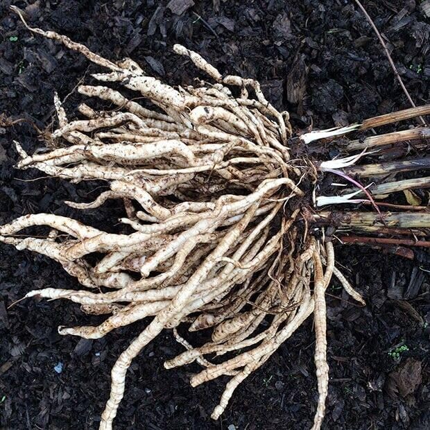 Perennial 20+ Skirret Seeds Zones 4-9 Organic