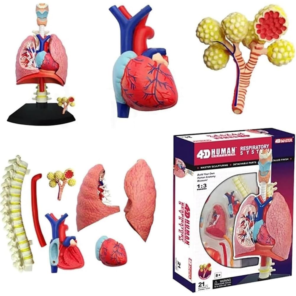 Generico Modello di sistema respiratorio 4D Modello di polmone anatomico, modello di cuore e polmoni umani 21 parti rimovibili per l'insegnamento medico scientifico