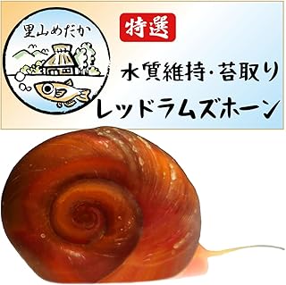 里山めだか レッドラムズホーン 10匹 お掃除生体 掃除屋 水質浄化 水質維持 苔取り 巻き貝 めだか アクアリウム メダカ 金魚 熱帯魚 鑑賞用