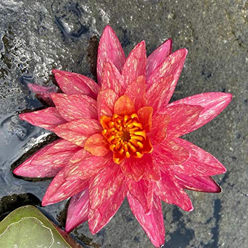 Indian Gardens - Waterlily live plant (Orange with White) (Code 5) (B085GJ51G5) Amazon Price History, Amazon Price Tracker