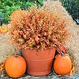 12 Bundles Fall Artificial Flowers for Outdoors Plants, UV Resistant Plastic Autumn Fake Plants Faux Boxwood Eucalyptus Shrubs for Thanksgiving Outside Decorations Garden Pot Porch Fence Planters