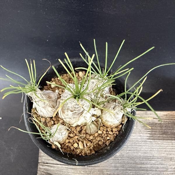Amazon｜Albuca humilis 多肉植物：アルブカ フミリス S*｜観葉植物