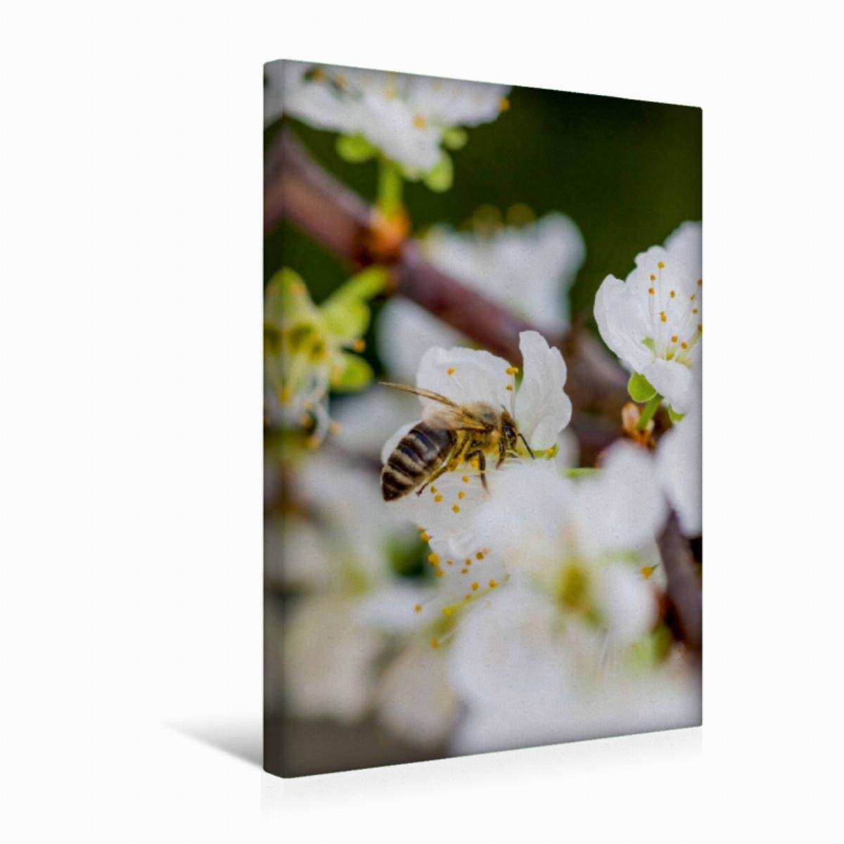 Premium Textil-Leinwand 30 x 45 cm Hoch-Format Biene auf Obstblüten | Wandbild, HD-Bild auf Keilrahmen, Fertigbild auf hochwertigem Vlies, Leinwanddruck von Mark Bangert