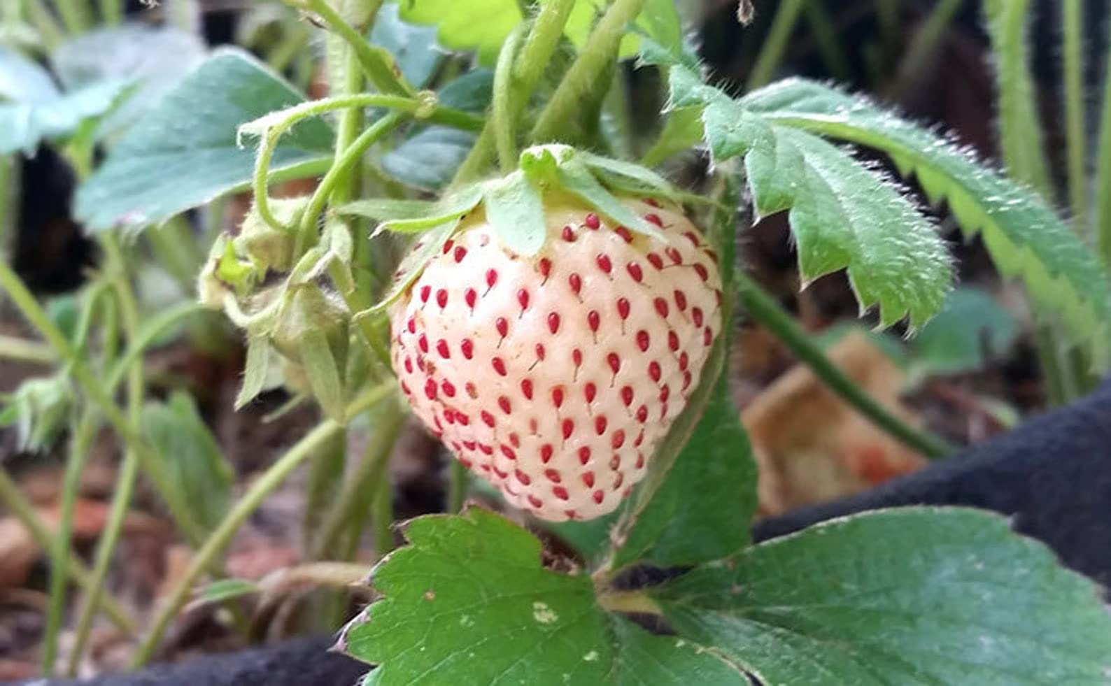 M-Tech Gardens Rare Hybrid Strawberry " White Alpine " Exotic 30 Fruit Seeds for Growing (B0BNPQC2Z4) Amazon Price History, Amazon Price Tracker