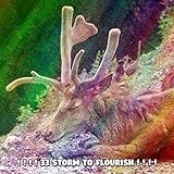 Meditation Stormer Records