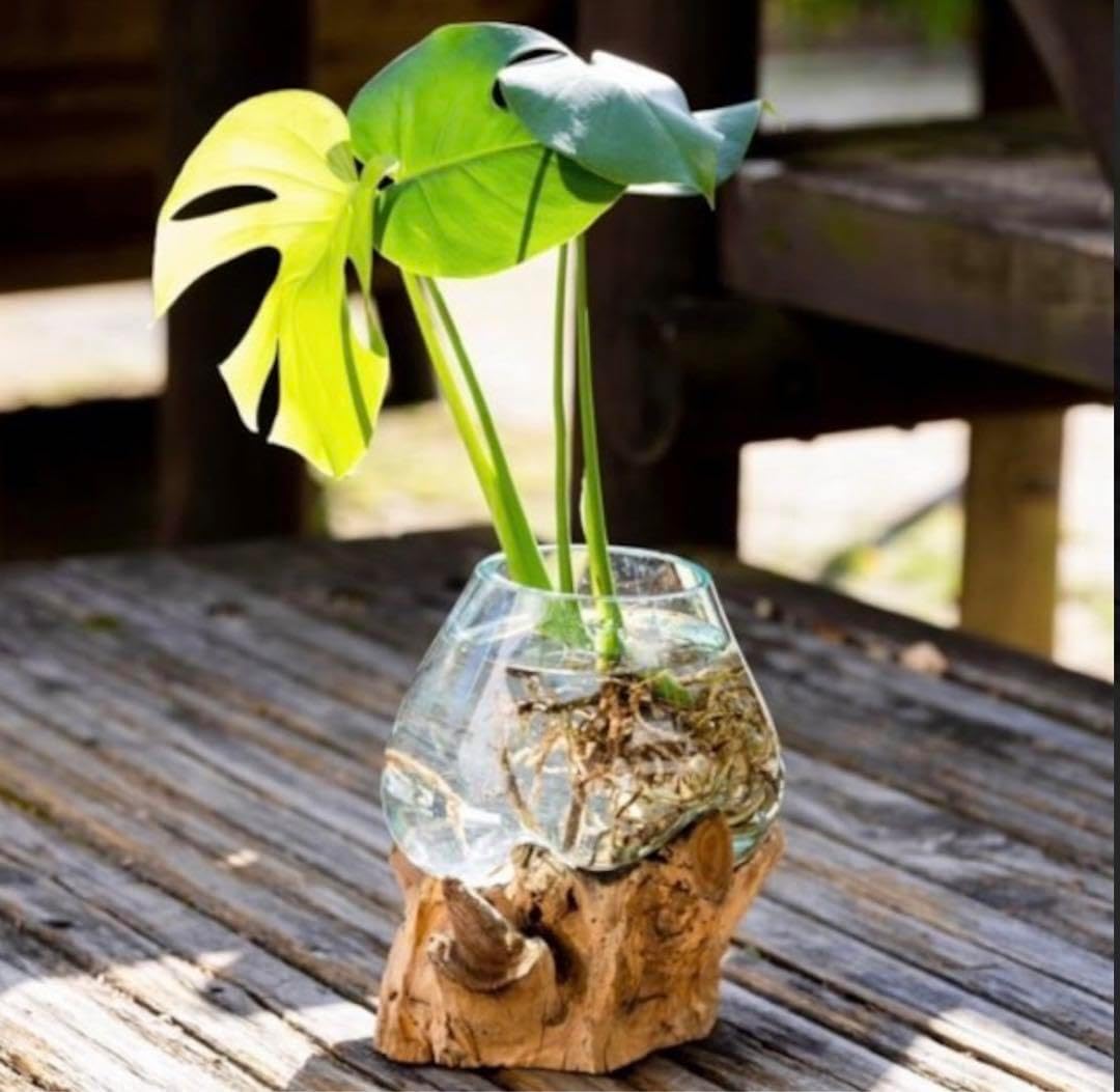 フィカス ゴムの木 アルテシマ 曲がり 5番 インテリアグリーン 観葉