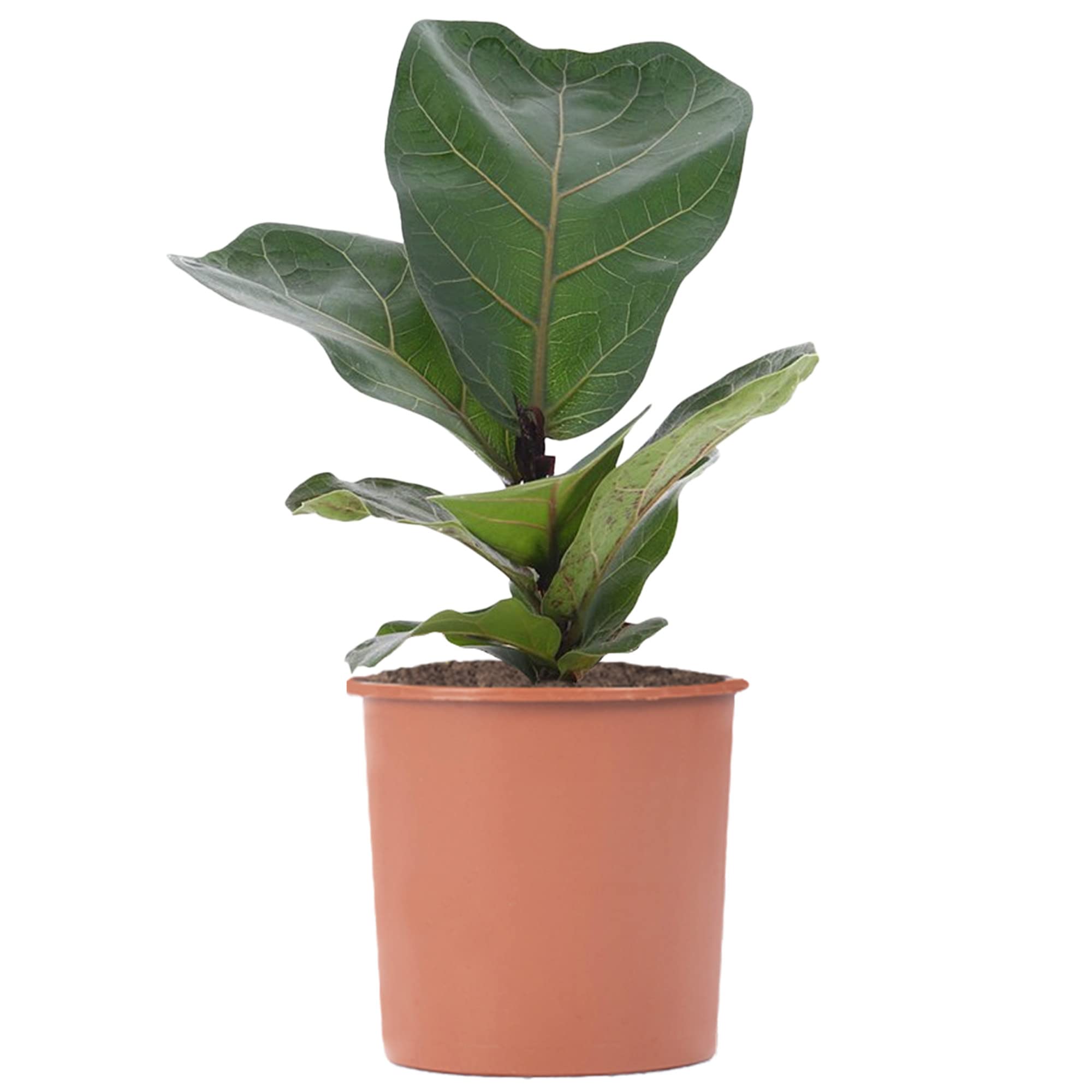 Fiddle-Leaf Fig - Ficus lyrata | Vibrant Indoor Air Purifier | Tall Potted House Plant | 30-40cm (Incl. Pot)