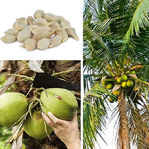 Coconut Tree Seeds for Yard Gardening Plant,20Pcs Coconut Tree Seeds Beach Juicy Delicious Fruit Garden Yard Bonsai Decor - Coconut Tree Seeds by ZHOUBA
