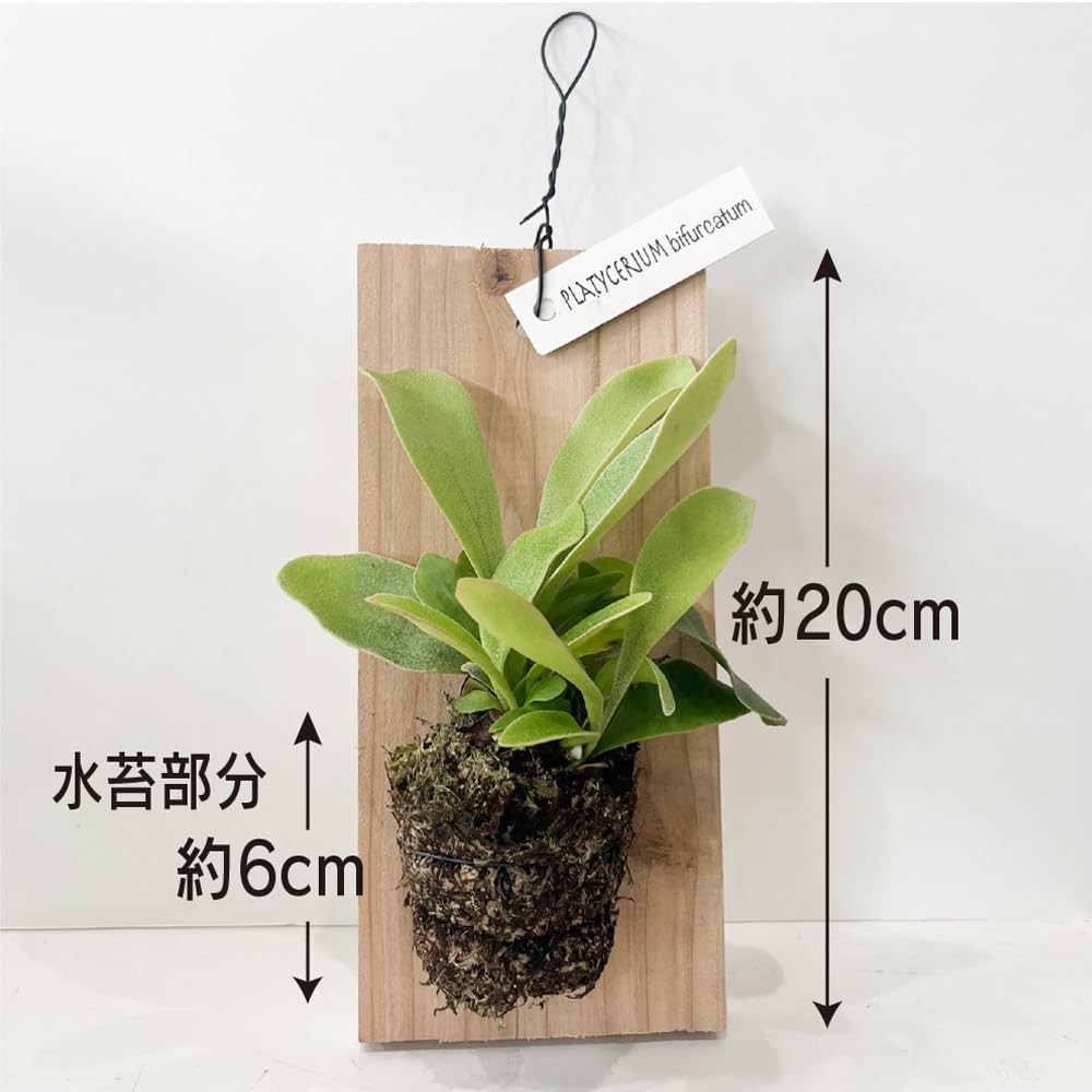 Amazon｜コウモリラン 板付き 壁掛け ミニサイズ ビカクシダ