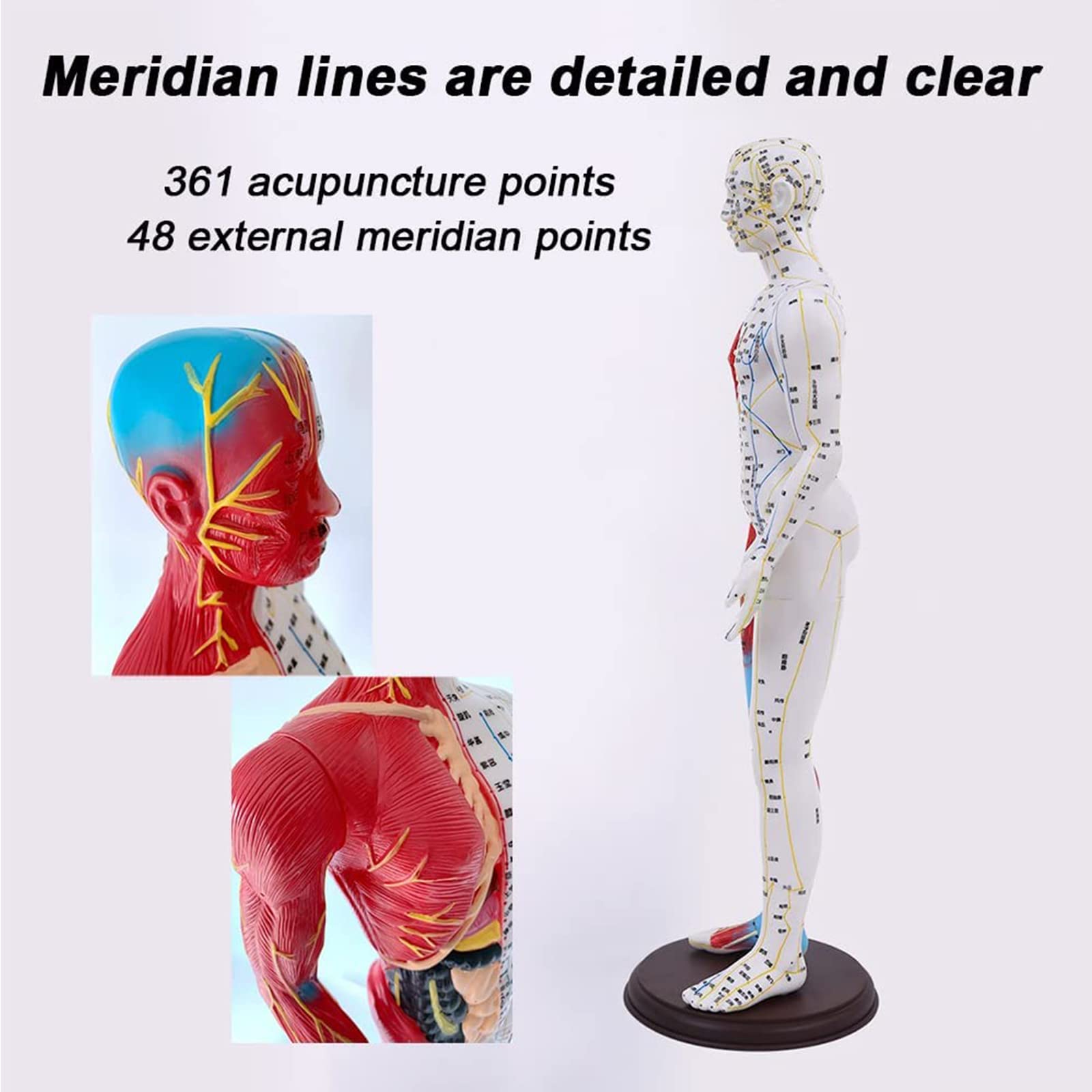 60 cm großes anatomisches männliches Akupunktur- und Muskelmodell, Druckpunkt und Meridiane für Akupunkturisten und andere medizinische Fachkräfte zur Ausbildung von Lehr- und Bildungsbedarf