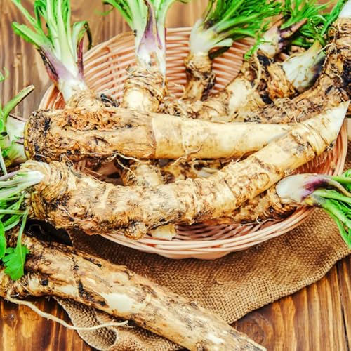 Semi di rafano biologico, semi di biologici giardino semi di antiche varietà 100pcs