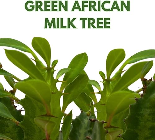 Miniatura 2 de BubbleBlooms Árbol de leche africano original, 4 pulgadas Euphorbia trigona verde