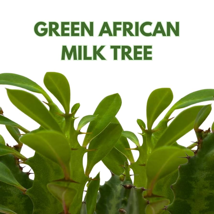 Amazon.com : BubbleBlooms Original African Milk Tree, 4 inch