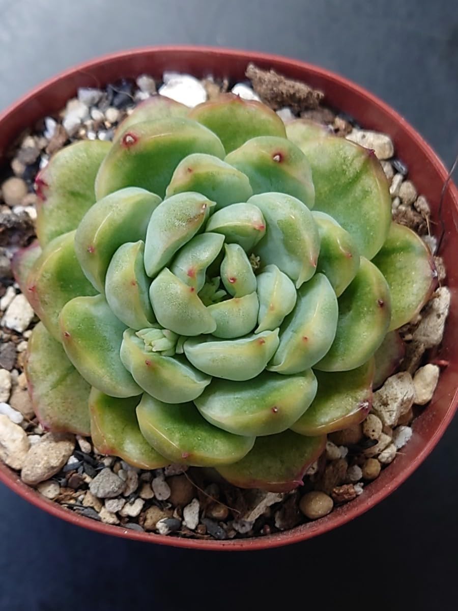 Amazon.co.jp: 多肉植物 韓国苗 アイスエイジ錦 : DIY・工具・ガーデン