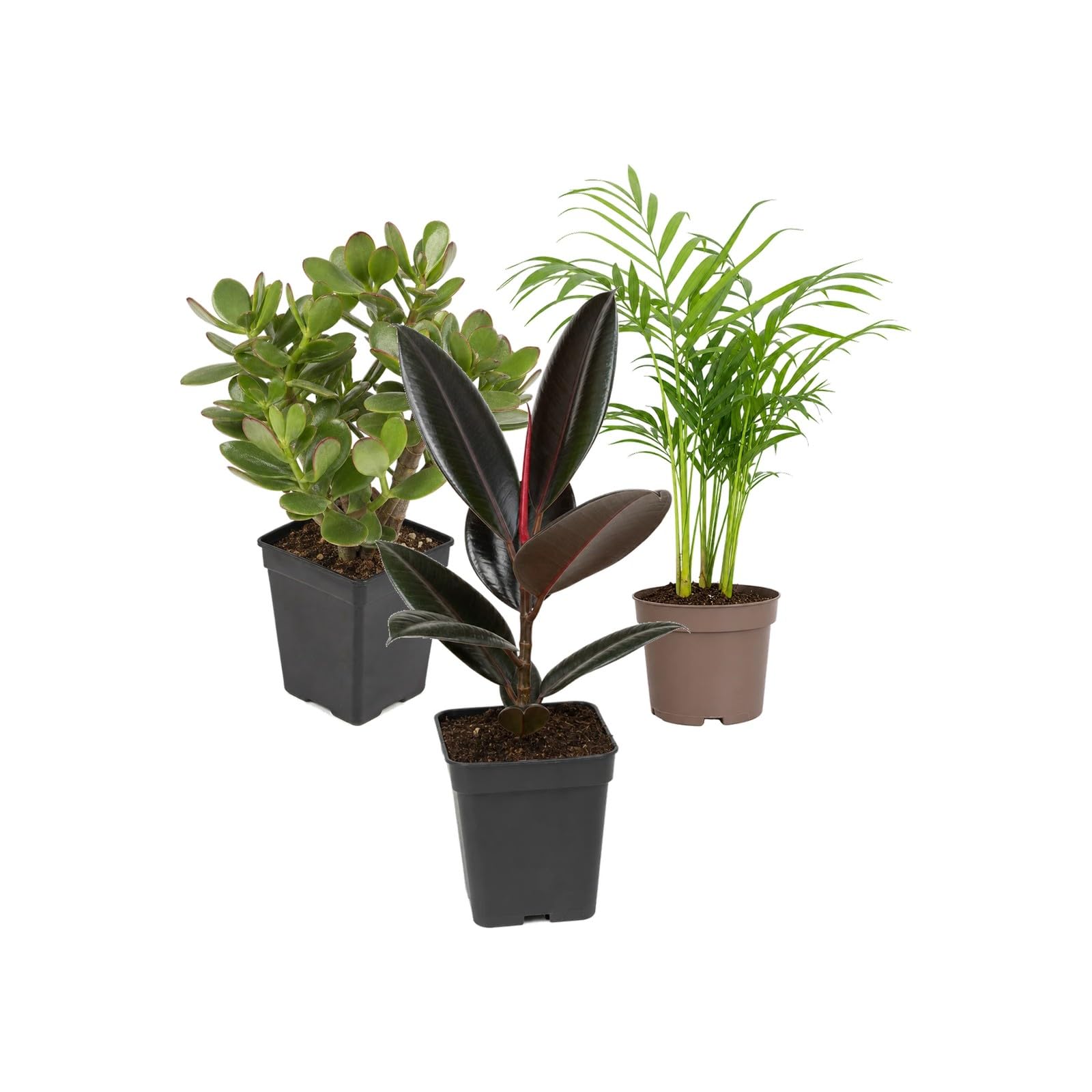 Pack 3 Plantas DECOALIVE: Planta de Jade, Palma Areca y Ficus Abidjan