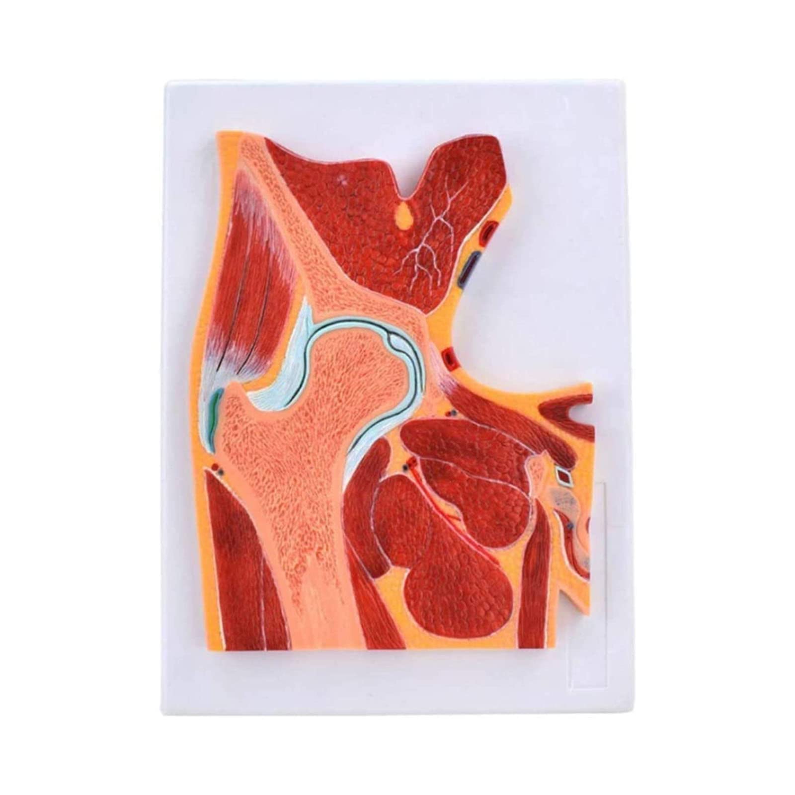 GTHTUHFD Human Hip Joint Anatomy Model Pvc Material Human Joint Anatomy Model Hip Skeletal Muscle Model Used For Medical Educational Aid