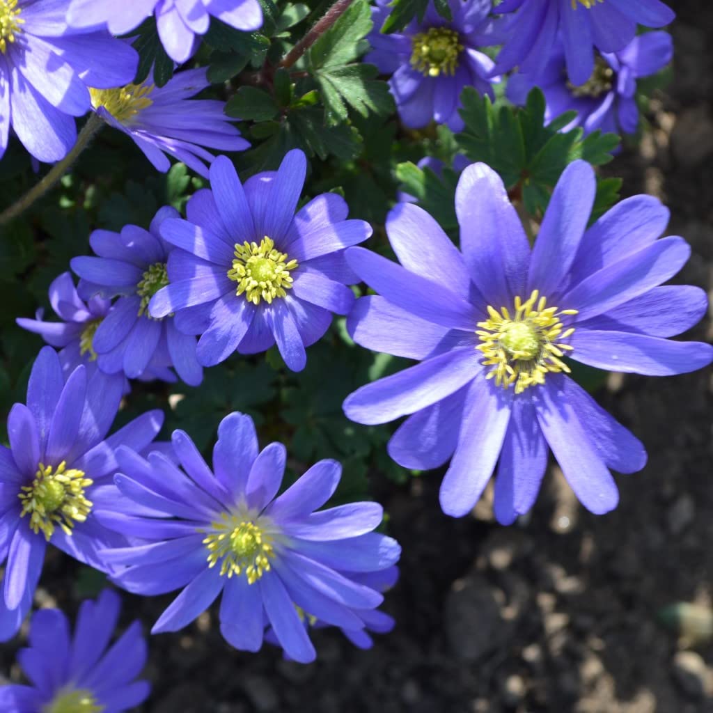 Blumenzwiebeln Anemonenzwiebeln Anemonen blanda Blue Shades (Frühlingsanemone) (250 Zwiebeln)