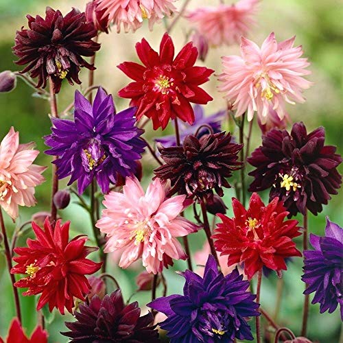 Seed Needs, Barlow Columbine Seeds - Blend of 500 Heirloom Seeds for Planting Aquilegia vulgaris - Perennial Open Pollinated Flower Seeds for a Butterfly Garden (1 Pack) - Thumbnail 2