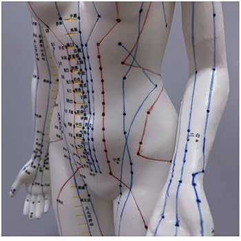 Amazon.co.jp: 鍼灸モデル-経絡ポイントを持つ人体の女性鍼灸