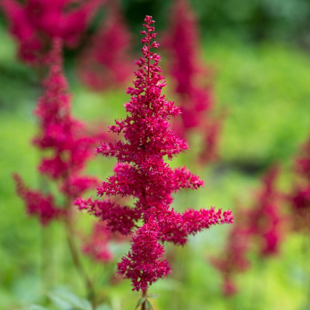 Astilbe 'Red' Perennial Plant - 2 x 1 Litre Pots - Vibrant Red Summer Blooms for Shady Gardens - Thompson & Morgan