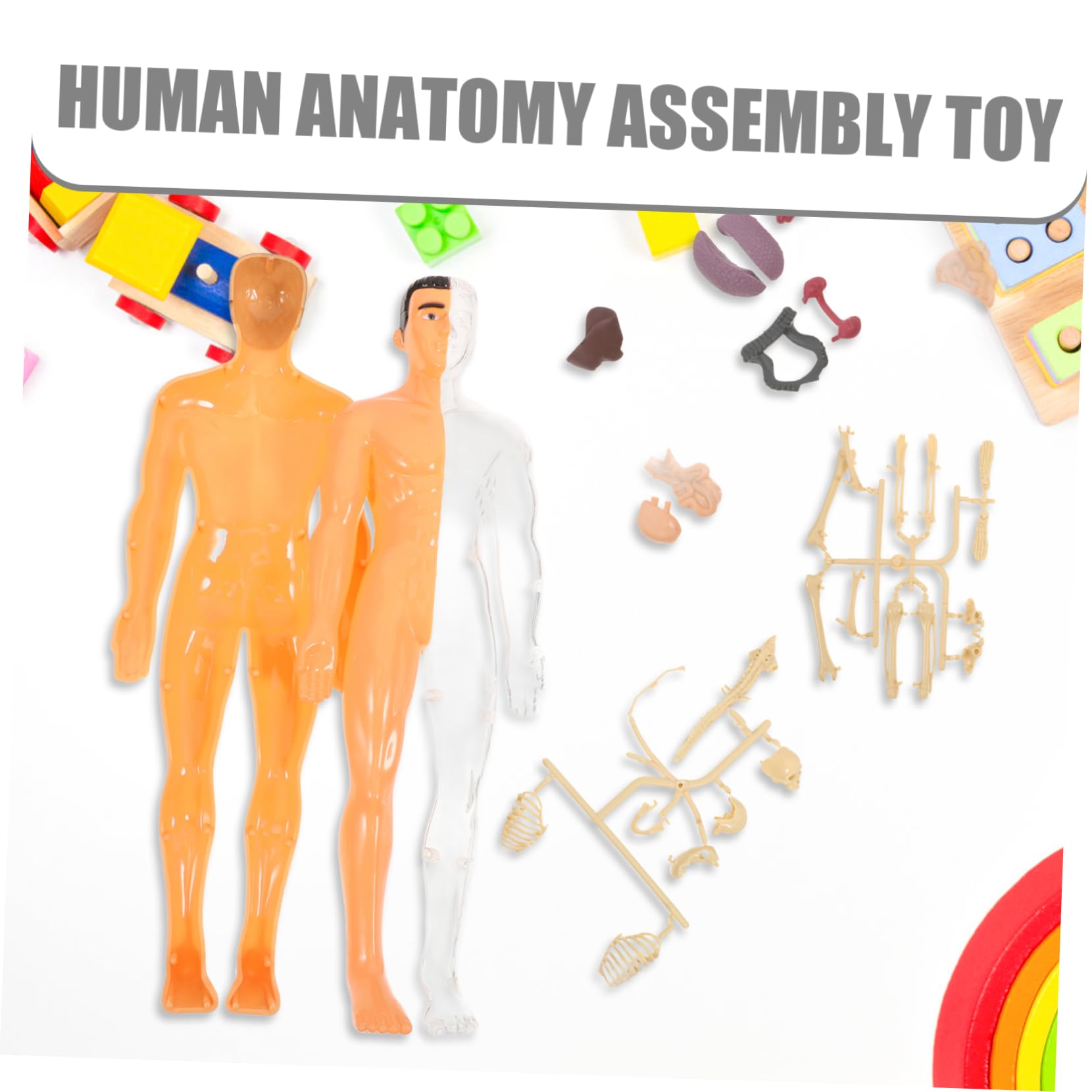 Holibanna 1 Set Di Giocattoli Di Scheletro Umano Puzzle Di Organi Tridimensionali Strumento Didattico Per La Prima Infanzia Anatomia E Fisiologia Umana Anatomia Per Ragazzi E Ragazze