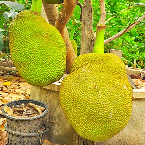 15 semillas frescas de jaca plantas de balcón orgánicas resistentes macetas plantas perennes planta fruta frutas exóticas semillas de frutas bonsái maceta semillas
