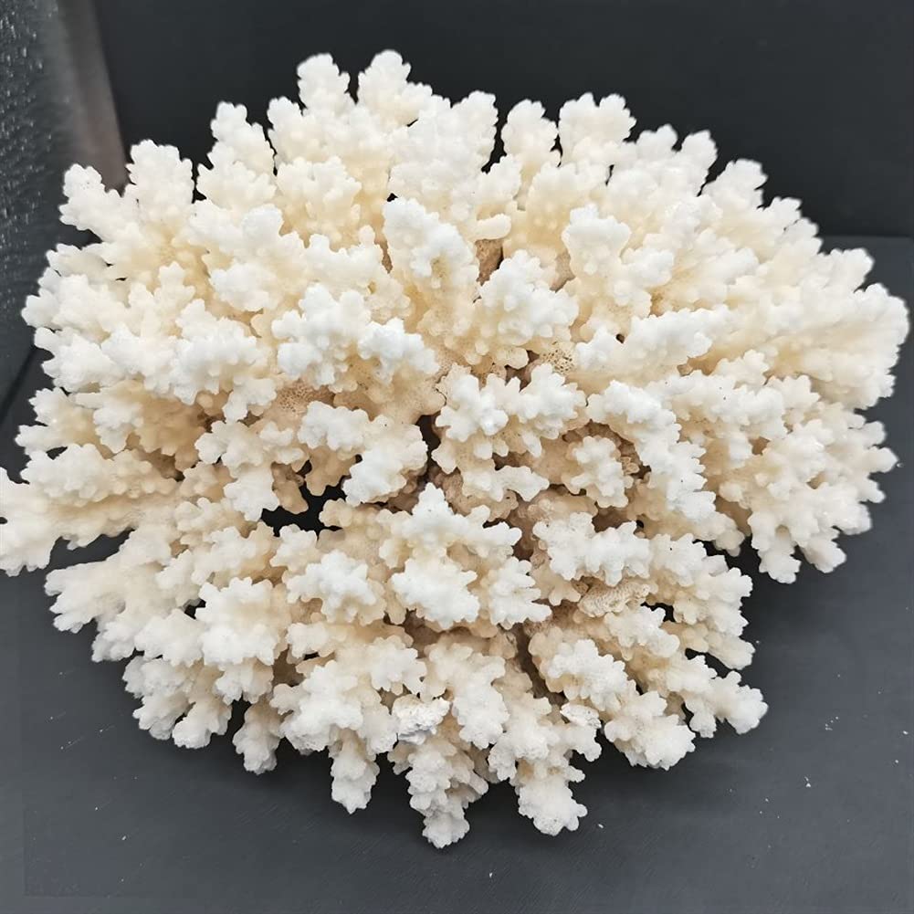 SAIYI Beautiful Natural White Coral Fossil Cluster Crystal Aquarium