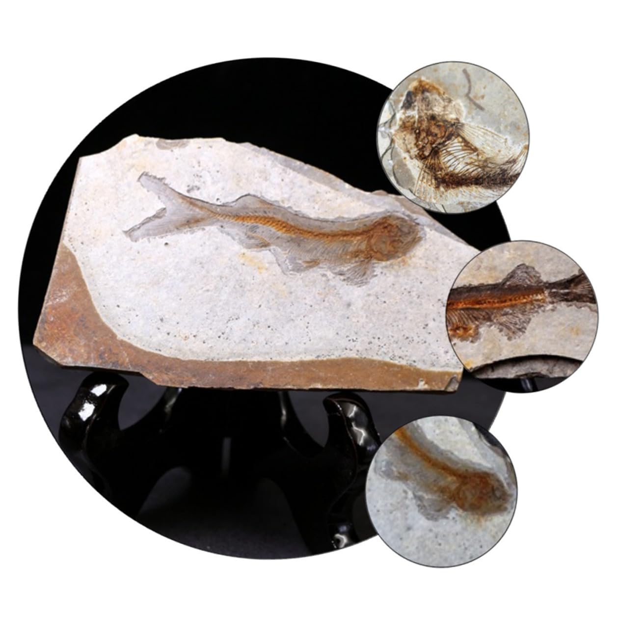 ULTECHNOVO 2piezas Especimen De Pescado Fosilizado Para Enseñanza De Paleontología Adorno De Escritorio Para Materiales De Laboratorio Aleatorio