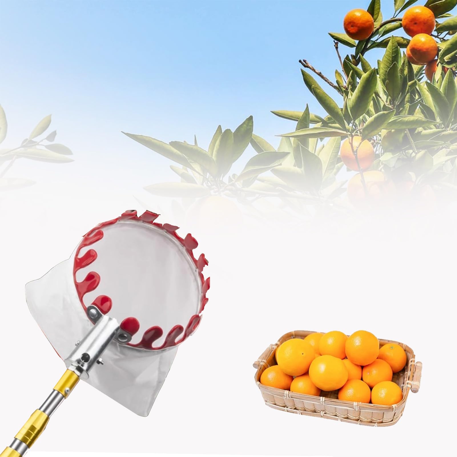 Raccoglifrutta Telescopico 2,4m - Palo In Acciaio Inox Per Mele E Pere - Foto 8