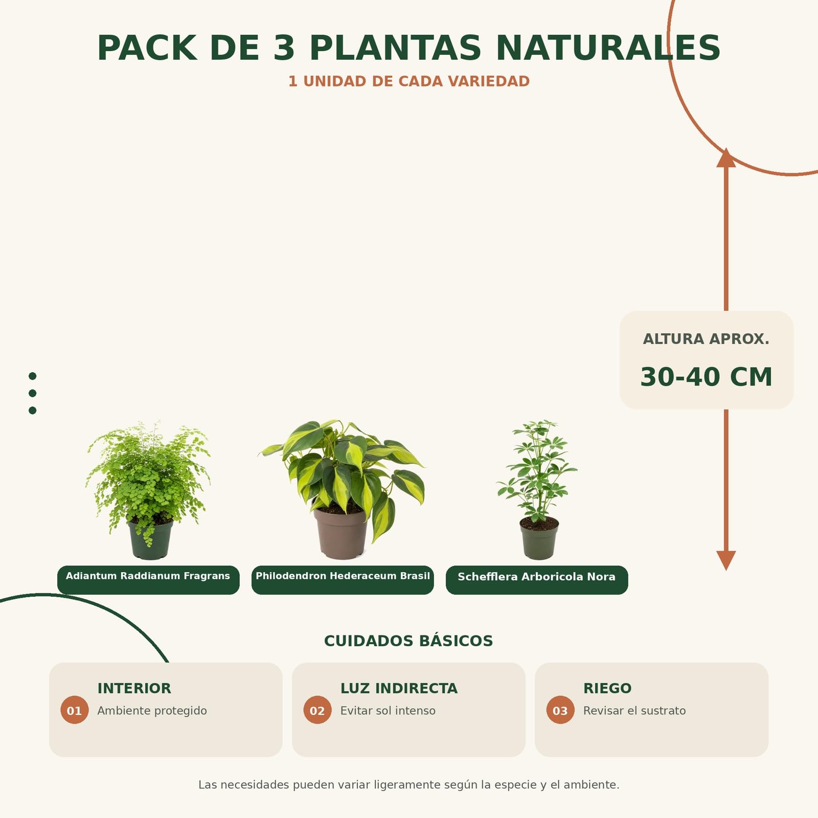 DECOALIVE Pack 3: Culantrillo, Filodendro Brasil y Cheflera verde