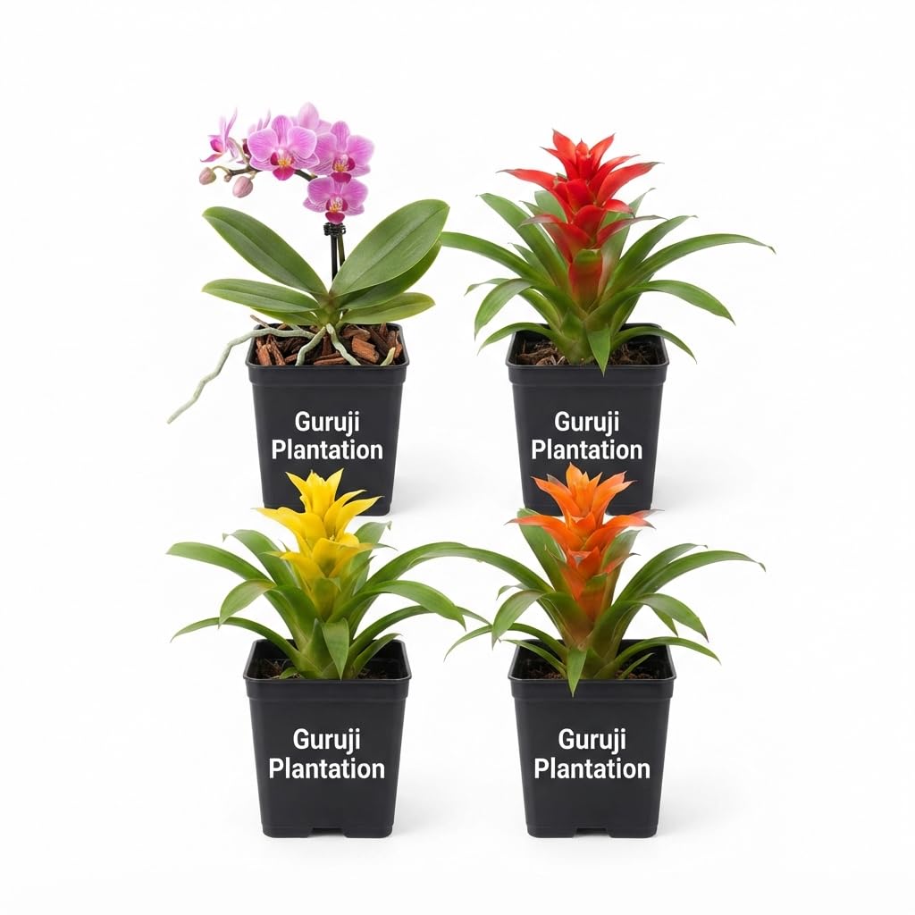 Guruji Plantation Live Combo of 4 Plants (Phalaenopsis Orchid Pink, Bromeliad Red, Bromeliad Yellow and Bromeliad Orange) Indoor Blooming Decor-image-46