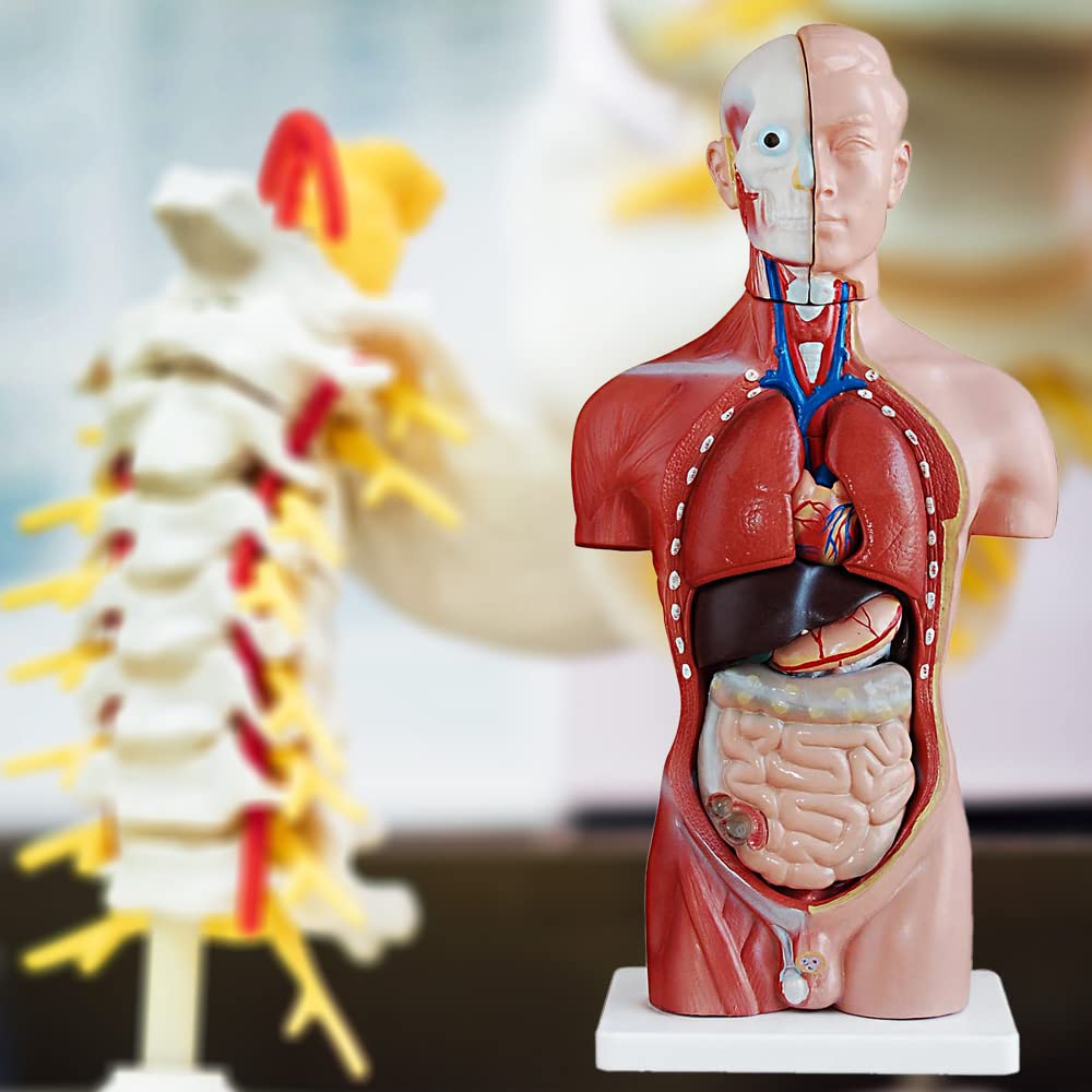 Anatomie Modell Torso des Menschen Anatomiemodell Menschlicher Lehrmodell 45 cm Körper Anatomisches Menschliches Model mit Organe menschliche Modelle MedMod
