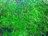 Najas Guppy Grass - Najas Guadalupensis Live Aquarium Freshwater Plants