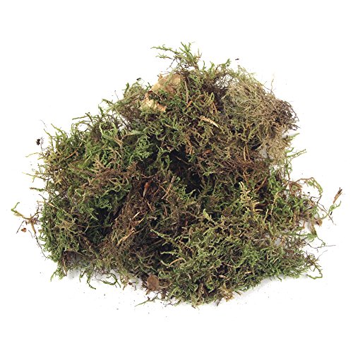 Rayher Plattenmoos, getrocknet, Btl. 100 g, Moos getrocknet, Deko-Moos, 8508300