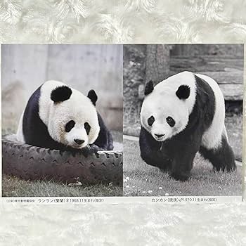 Amazon.co.jp: 上野動物園歴代パンダ ポストカードカンカン